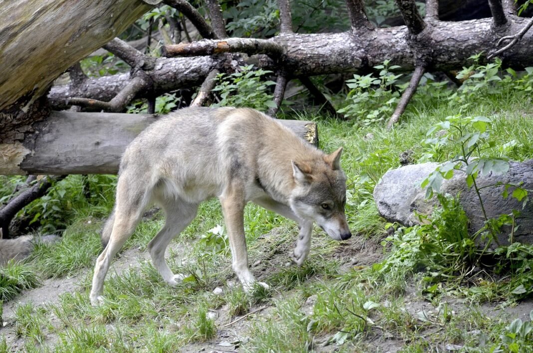 Wolf Tracking Reveals Remarkable Journeys